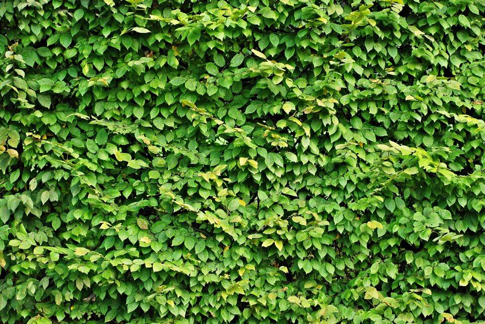 Green pattern the background