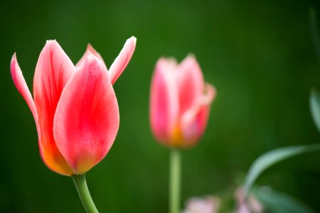 shallow focus photography of pink tulips photo