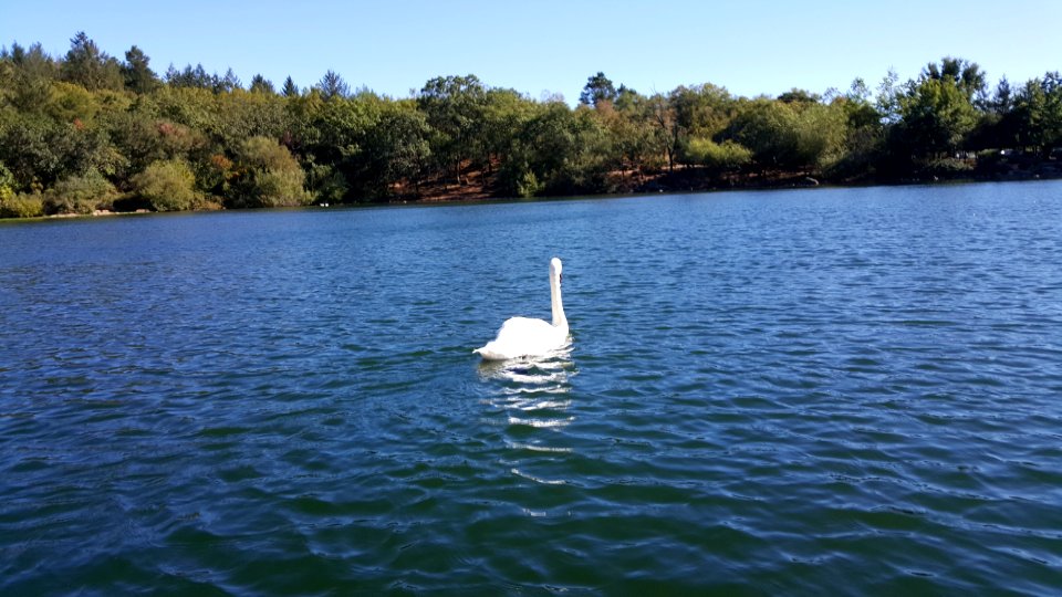 Santa rosa, United states