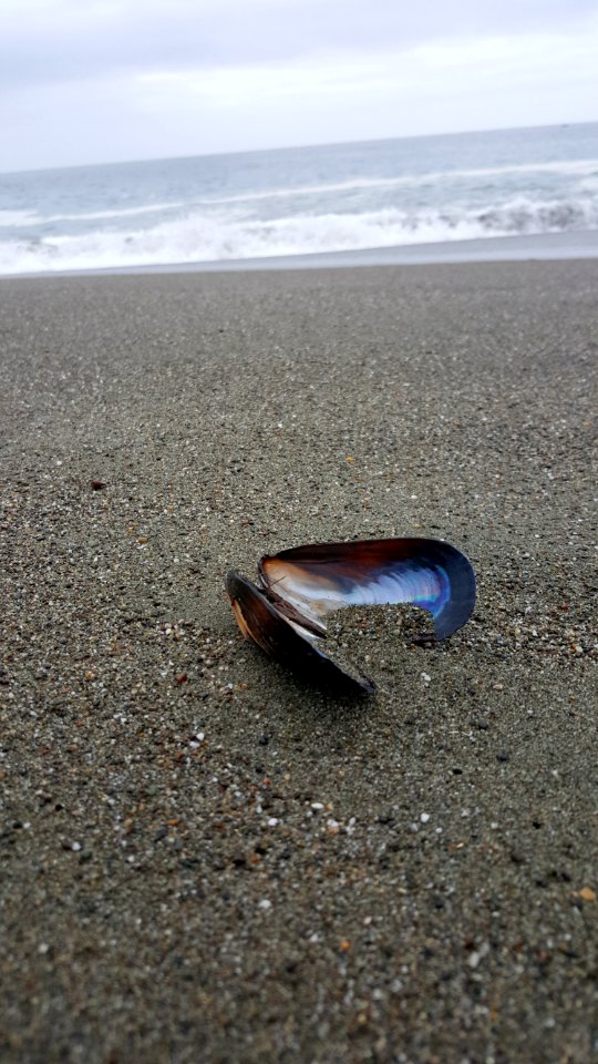 Bodega bay, United states