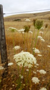 Tomales, United states