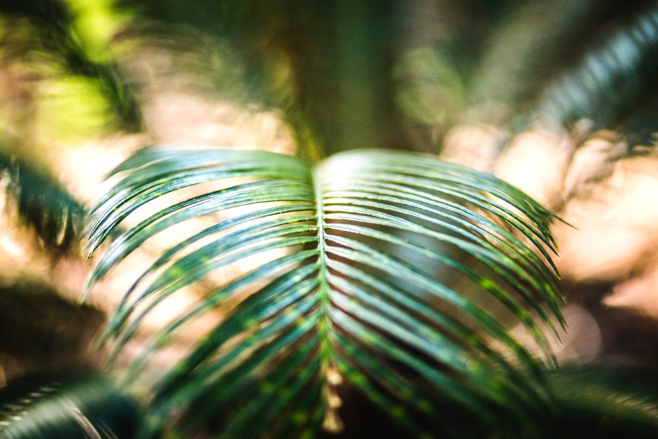green fern plan in tilt photography