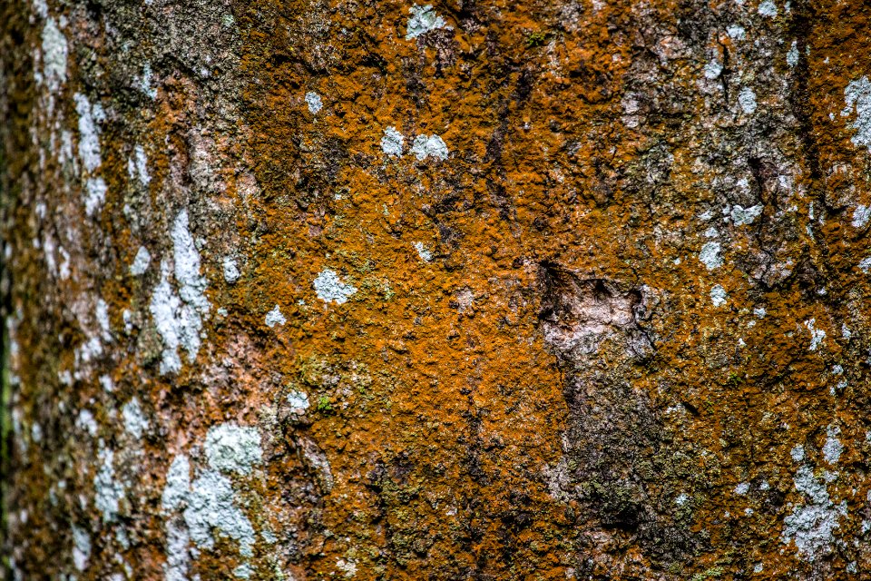 Close-up of dark yellow moss on tree bark