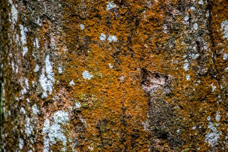 Close-up of dark yellow moss on tree bark photo