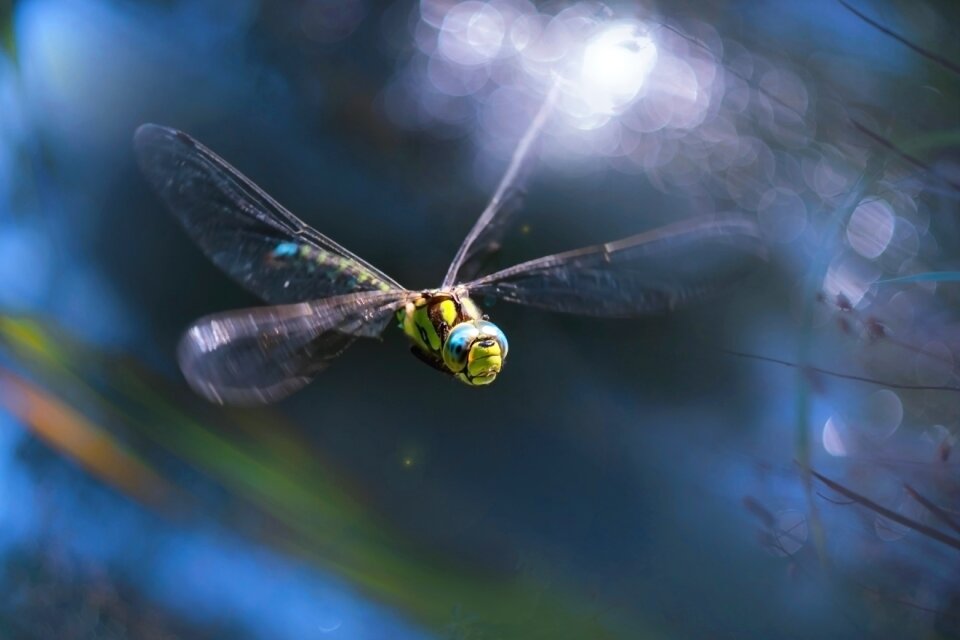 Wings floght letovka