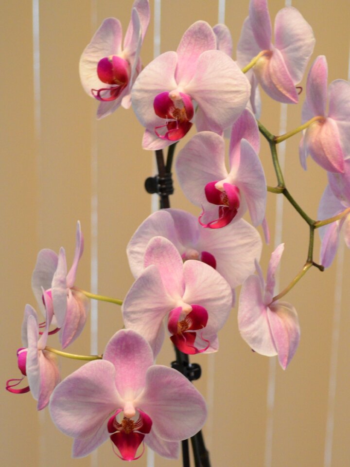 Plant petal blossom