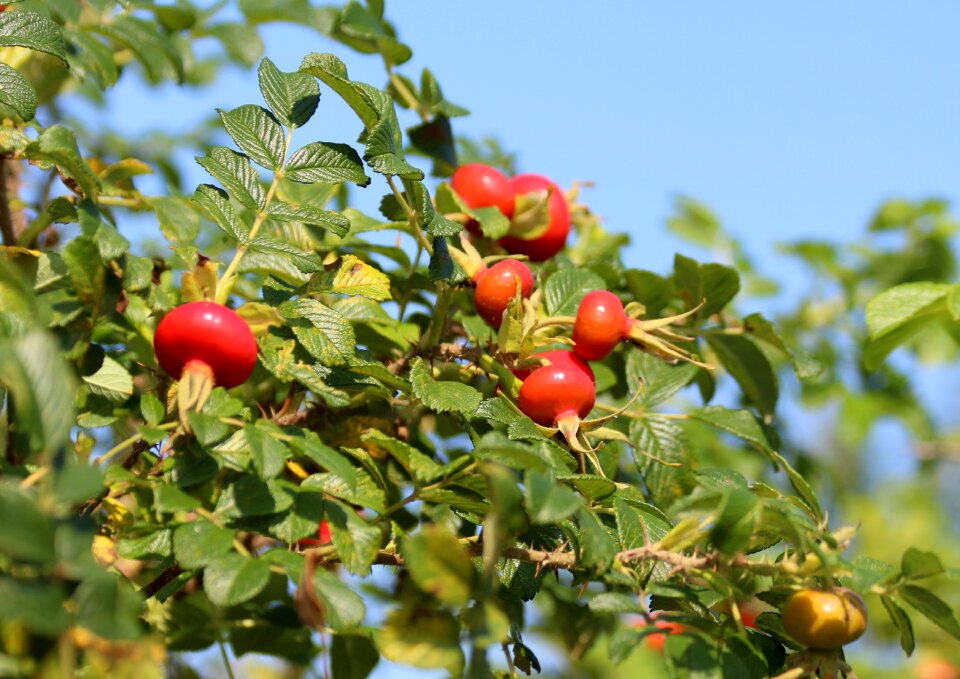 Rose hip plant rose hips