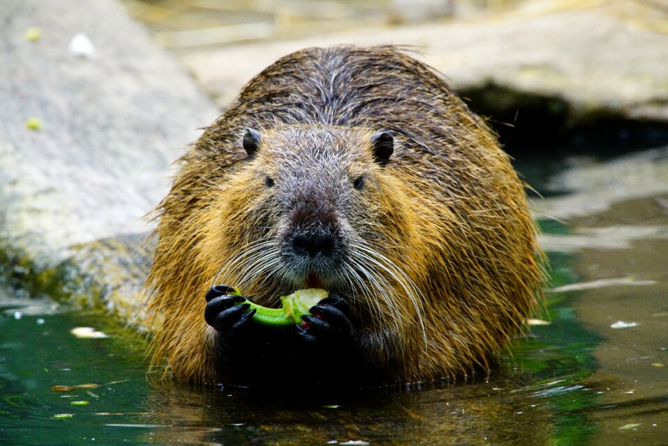 Nutria eats paprika