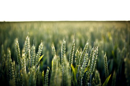 selective photo of green grains during daytime photo