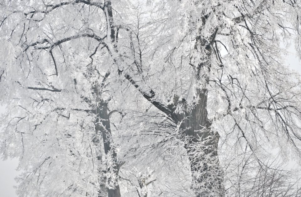 Pol, Trees, Background