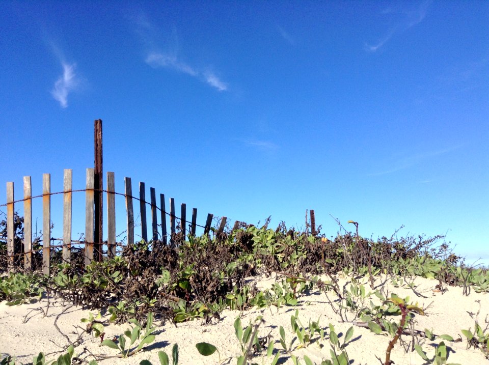 Corpus christi, United states, Sage brush