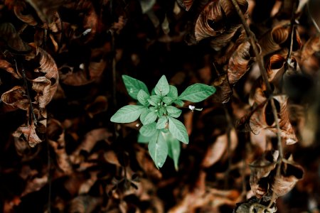 green plant
