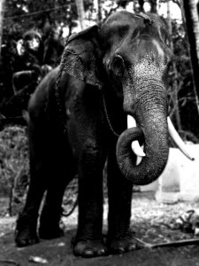 grayscale photography of an elephant photo