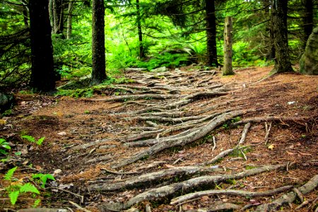 Dolly sods, United states, Tree