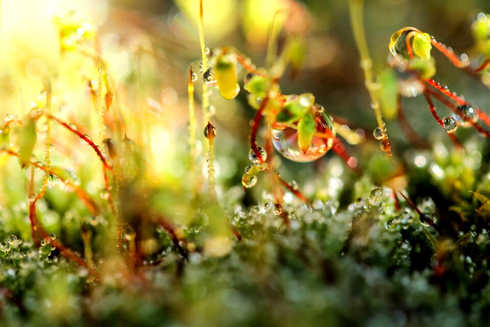 Flowering moss nature green