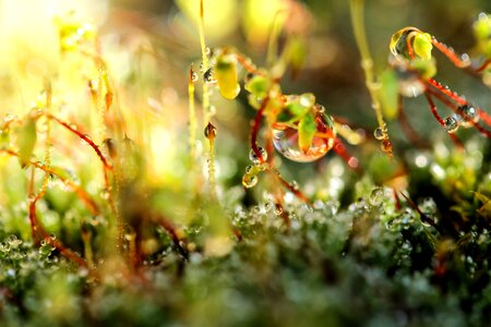 Flowering moss nature green