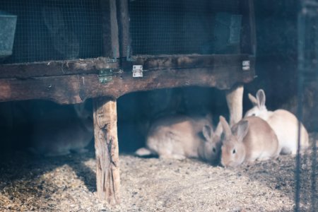 Homesteading, Homestead, Urban homesteading