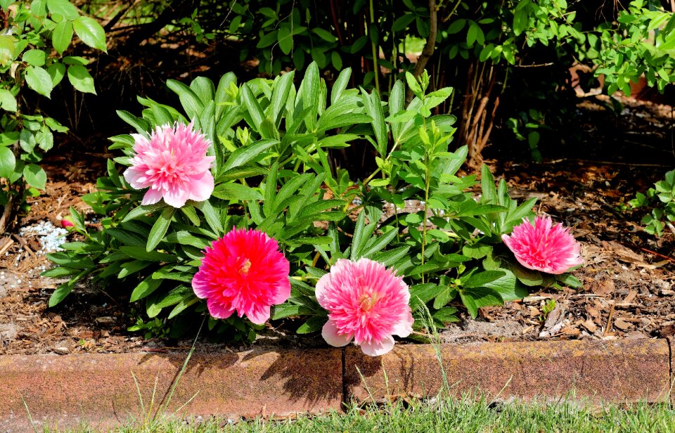 Pink sweet garden