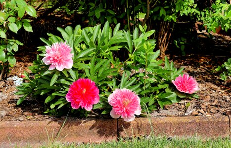 Pink sweet garden