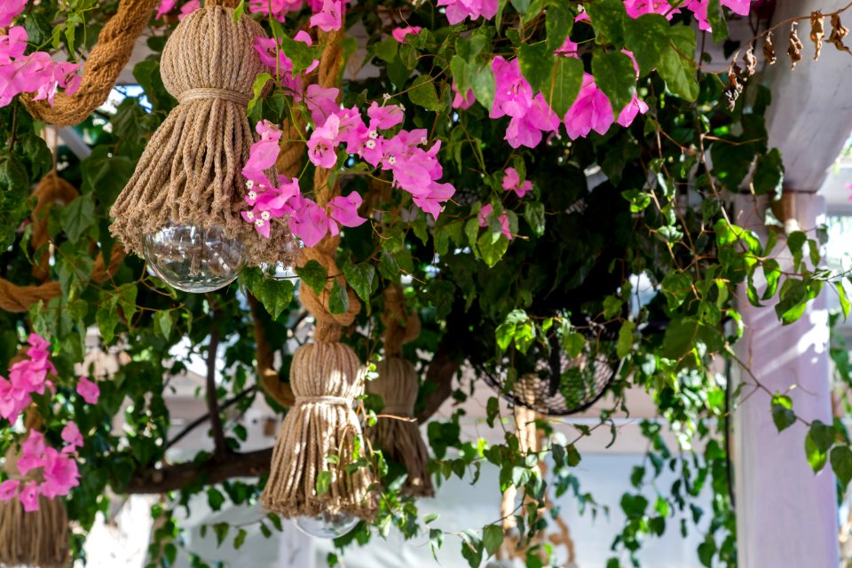 Pink, Plants, Greece
