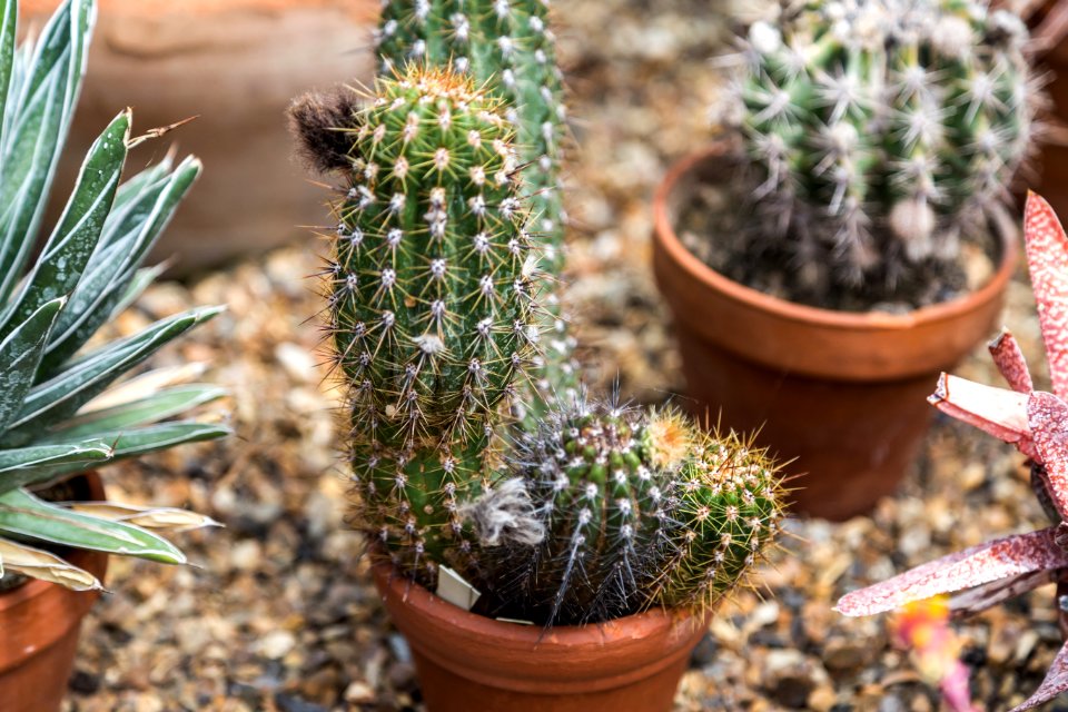 Indoor, Spiky, Plants