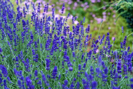 close-up photo of lavender flowers photo