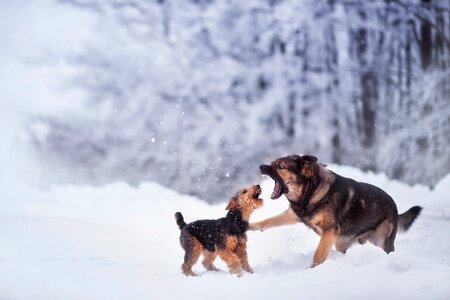 Game play fight photo