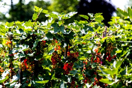 Garden, Fruits, Nature