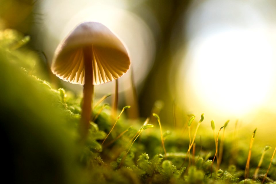 selective focus photograph of mushroom