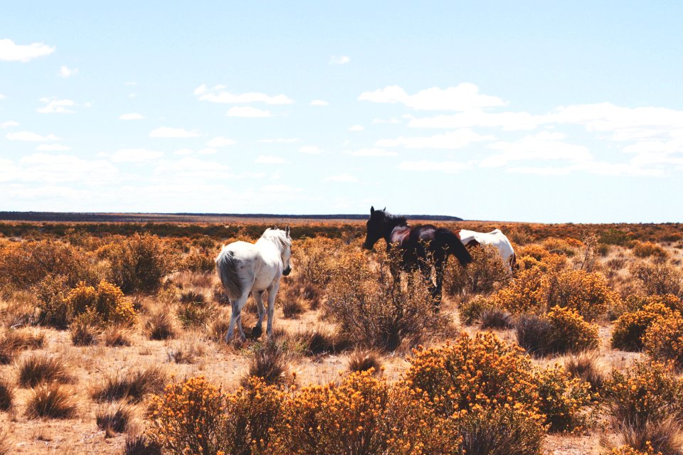 three white and black horses on open field