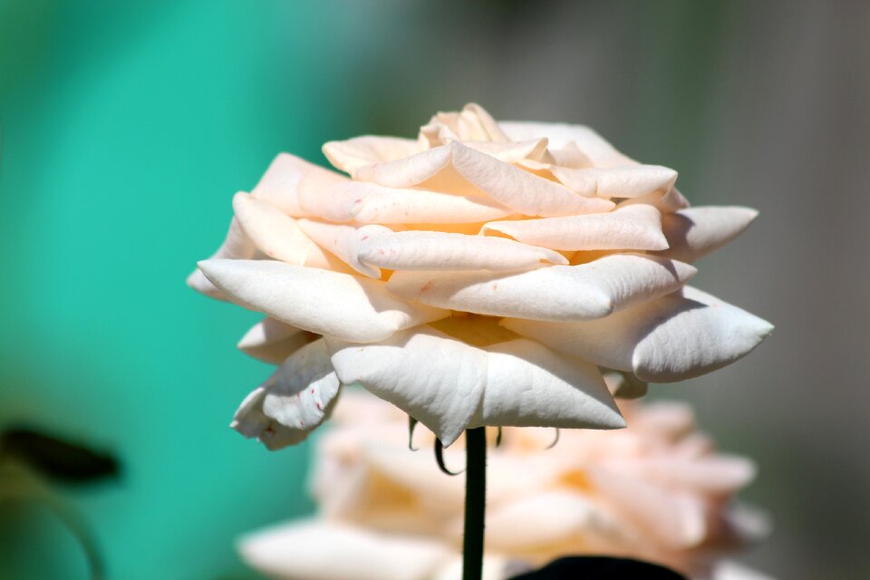 Flowers beautiful flower tender rose
