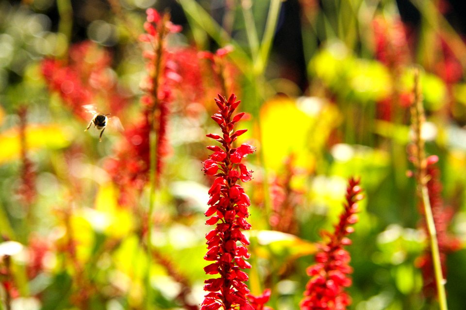 Breda, Netherl, Insect photo