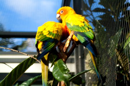 Artis, Amsterdam, Netherl photo