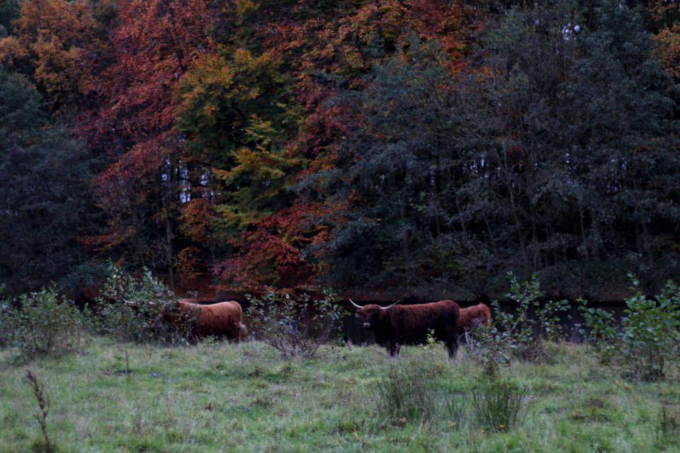 Amsterdamse bos, Amstelveen, Nederl photo