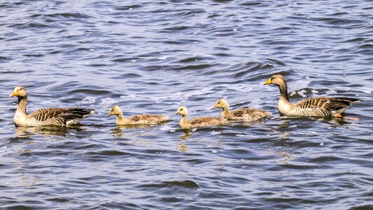 Bird water bird nature