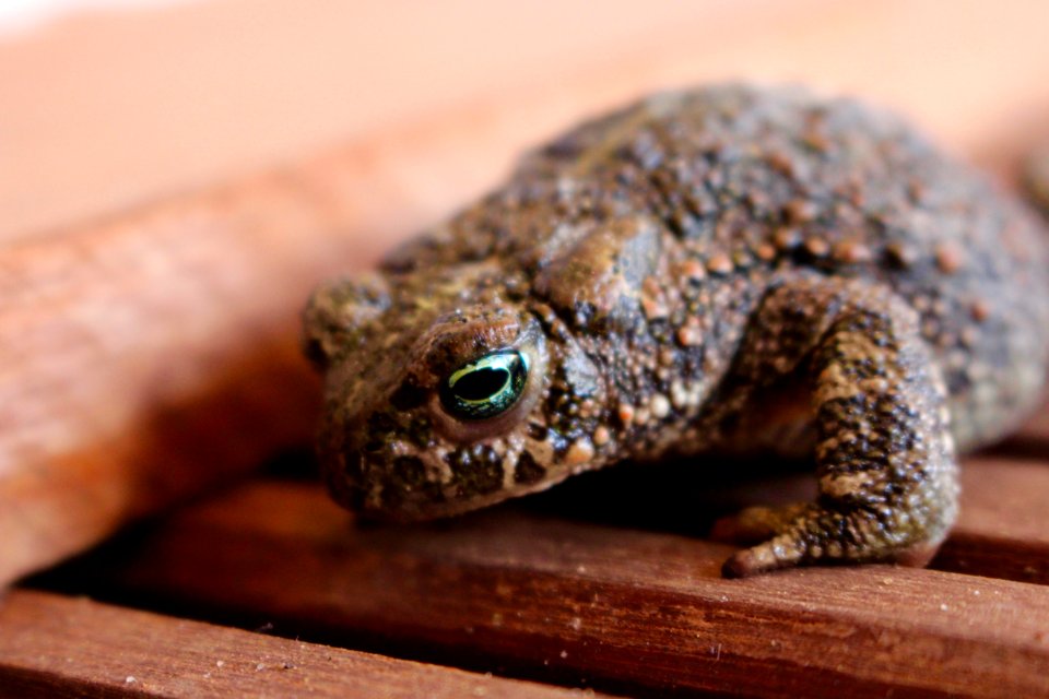 Nature, Eye, Frog