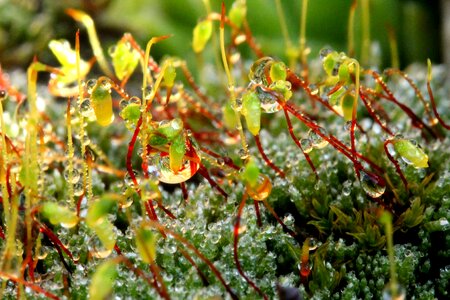 Flowering moss green macro