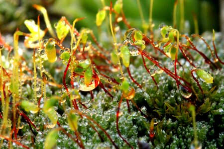 Flowering moss green macro photo