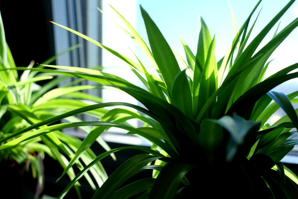 Green, Window, Indoor