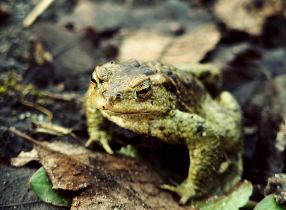Animal, Mud, Frog