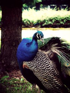 Peacock, Bird, Blue