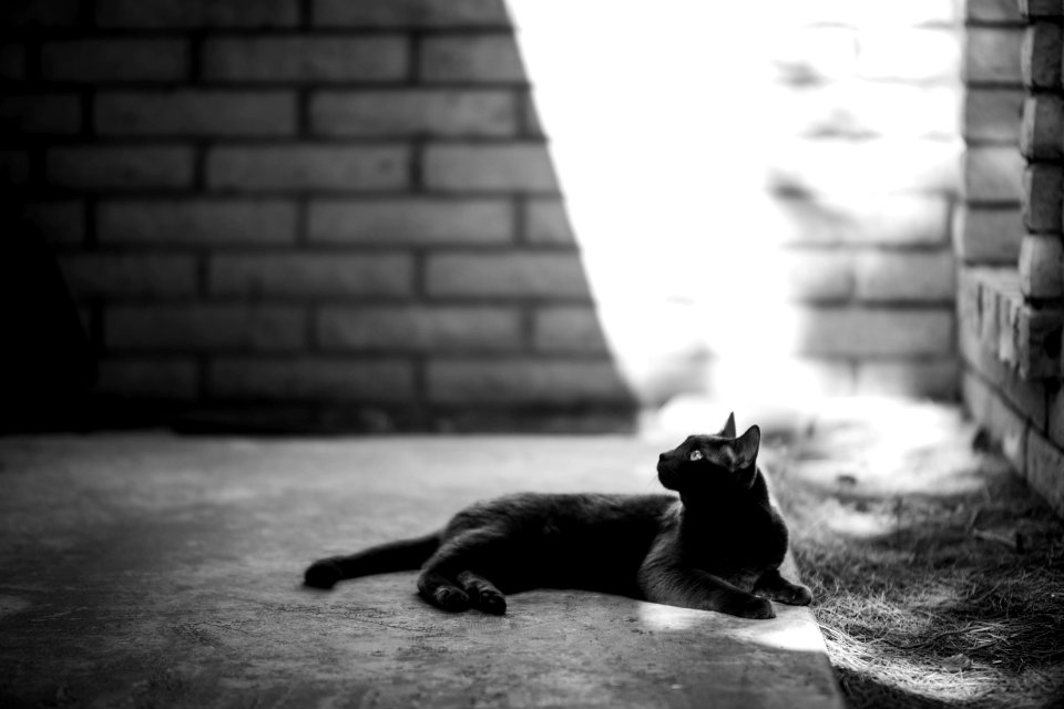 Light, Animal, Black white photo