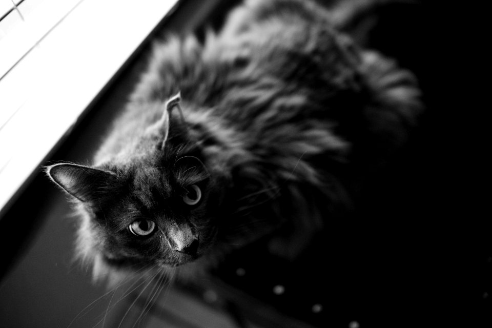 Eye, Black  white, Animal