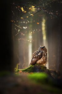 Forest animal predator nature