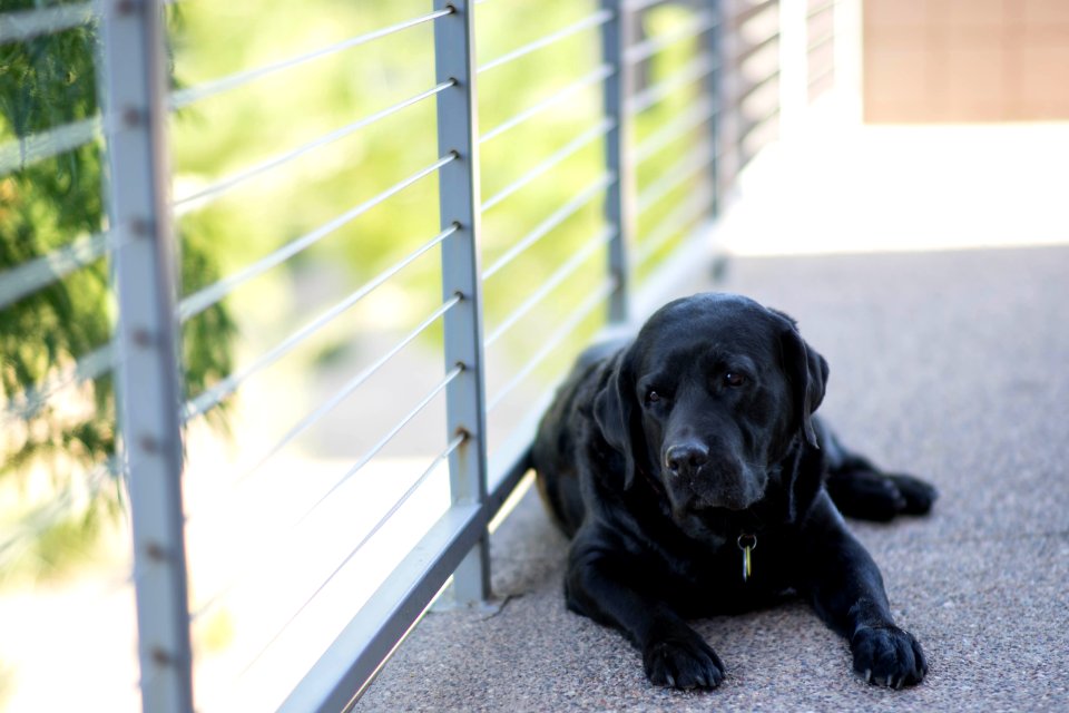 adult black Labrador retriever lying on concrete floor near gray metal handrail