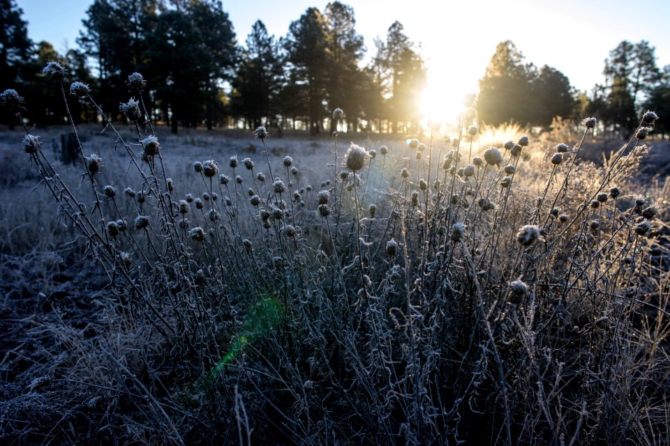 Flagstaff, United states, Forest