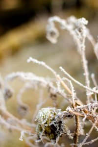 Details, Frost, White