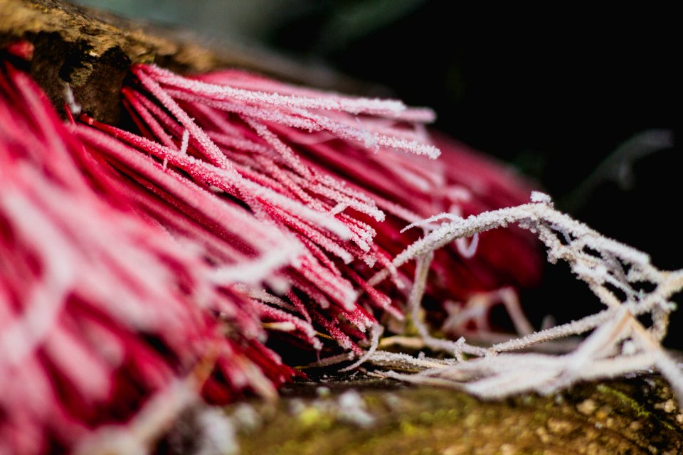 Winter, Frost, Detail