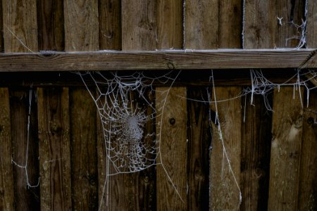 Spider, Web, Season
