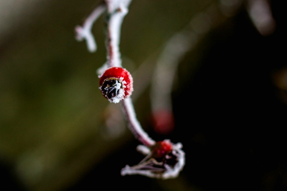 Season, Frost, Nature